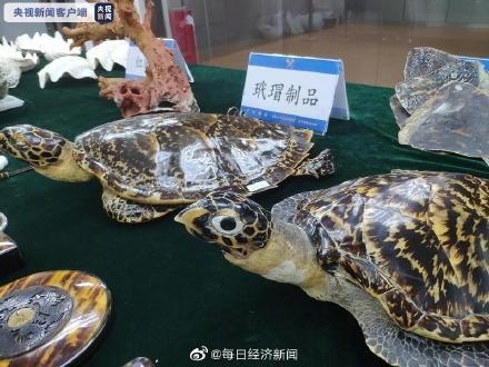 砗磲、玳瑁、珊瑚……广州海关查获濒危水生野生动物及其制品-1.jpg