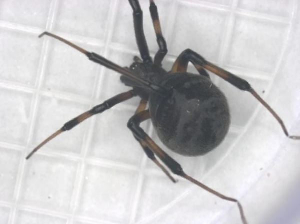 张家港海关截获一头活体“棕黑寡妇”毒蜘蛛，系外来有害生物，毒性极强-2.jpg