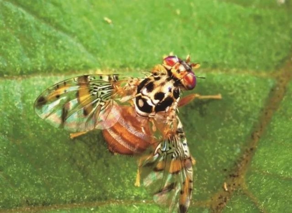 国门生物安全｜将“水果杀手”拦截于国门之外-4.jpg