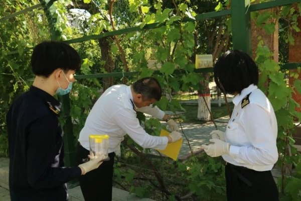 国门生物安全｜将“水果杀手”拦截于国门之外-11.jpg