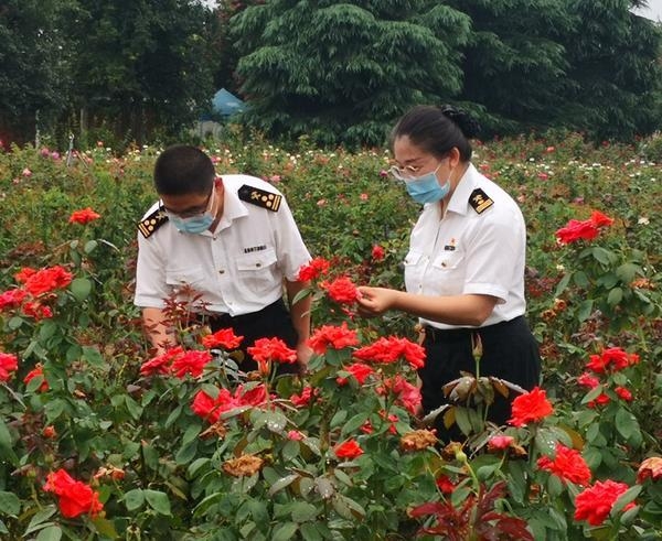 助力南阳月季走出国门！截至8月份郑州海关共监管出口南阳月季62.7万株-1.jpg