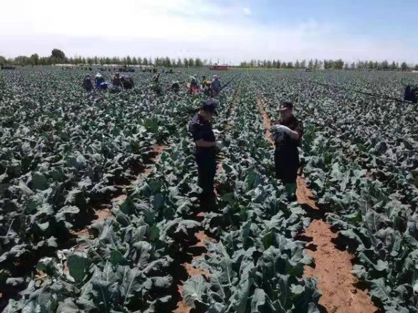 海关绿通在田间！锦州8.91吨保鲜西兰花出口新加坡-1.jpg