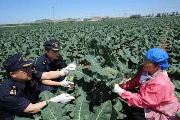 海关绿通在田间！锦州8.91吨保鲜西兰花出口新加坡-2.jpg