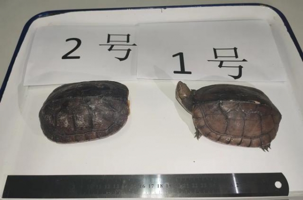 煲汤的乌龟竟是国家二级保护动物！海关在饭盒里发现两只活乌龟-2.jpg