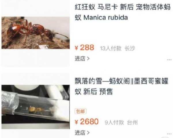 假申报！昆明海关查获70只活体红狂蚁 游戏养殖，违规走私海外物种-8.jpg