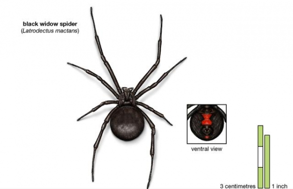 天津海关查获“黑寡妇”蜘蛛，毒性引起警觉，入侵后有多危险？-9.jpg
