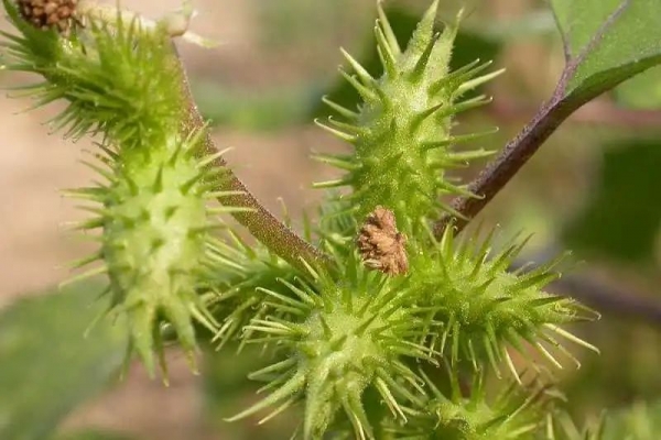 国门生物安全宣传进行时 | 一堂特别的“线上课”w7.jpg