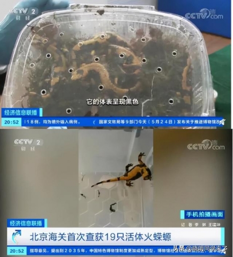 海关每年截获的邪门生物，比你看的电影还多-4.jpg