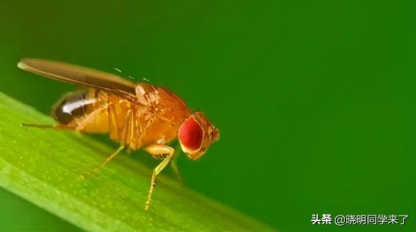 海关每年截获的邪门生物，比你看的电影还多-6.jpg