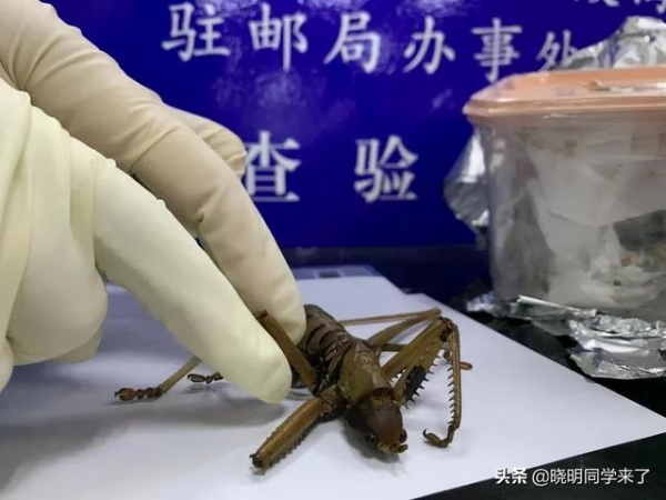 海关每年截获的邪门生物，比你看的电影还多-2.jpg