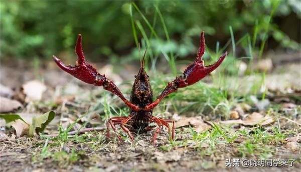 海关每年截获的邪门生物，比你看的电影还多-15.jpg