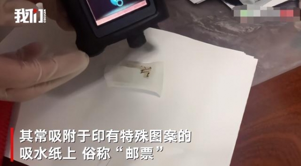 75份吸附于纸面的致幻剂，实拍海关人员划开纸张撕下毒品-3.jpg