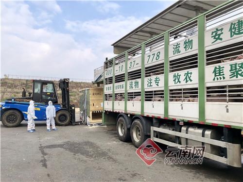 昆明海关积极保障种猪进口-3.jpg