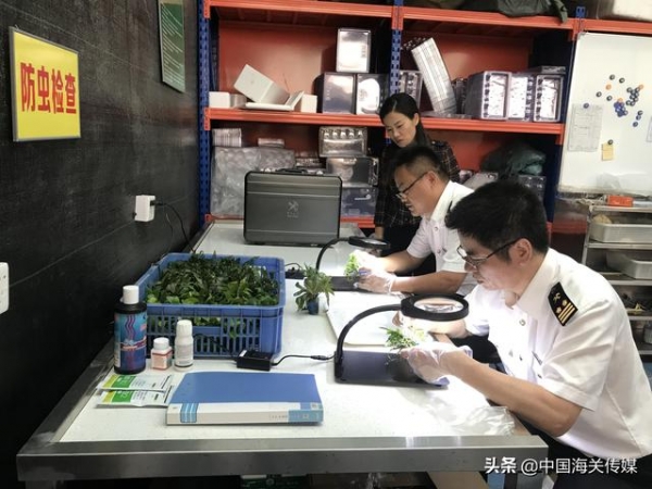 广州海关助力水草顺利出口欧盟-2.jpg