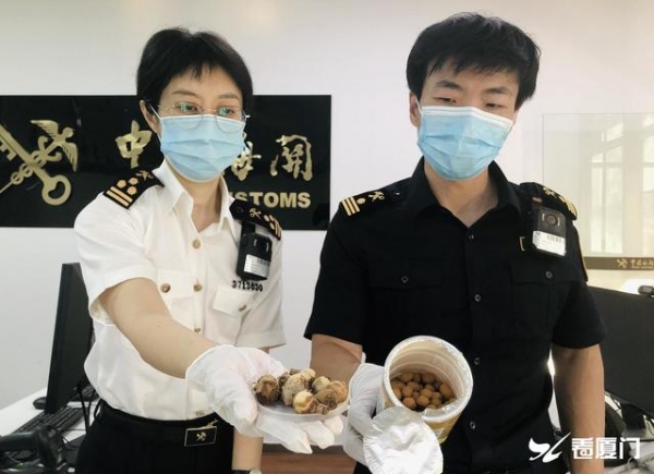 花生米里真有“花”：厦门海关在进境邮件内查获疑似风雨兰种球-1.jpg