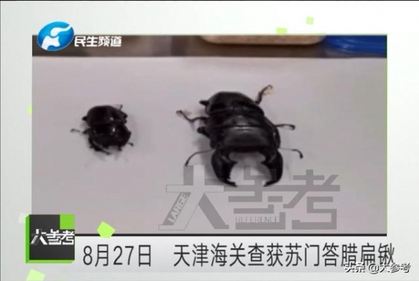 密恐慎入！郑州海关从入境邮件中查获600多只活蚂蚁-6.jpg
