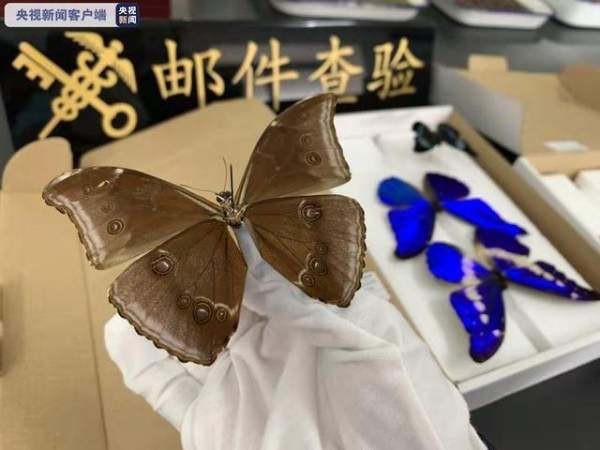 江苏金陵海关截获世界珍稀品种“光明女神闪蝶”等标本-3.jpg