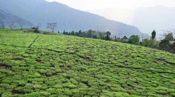 环球观茶 | 2020年各国茶叶进出口情况分析---印度篇-1.jpg