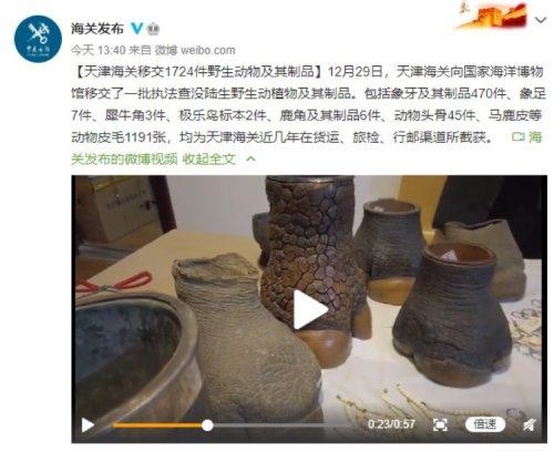 天津海关将1724件野生动物及其制品移交至国家海洋博物馆-2.jpg