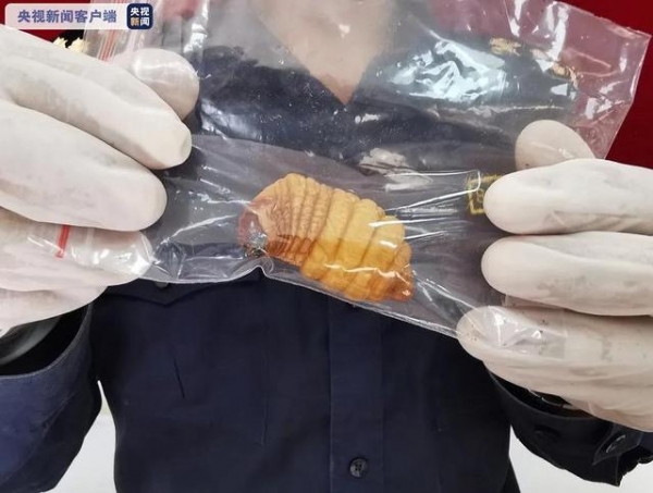 云南孟定海关截获164只红棕象甲活体 系检疫性有害生物-2.jpg