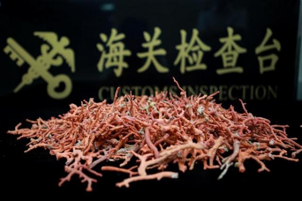 拱北海关破获“水客”团伙走私红珊瑚进境案-1.jpg