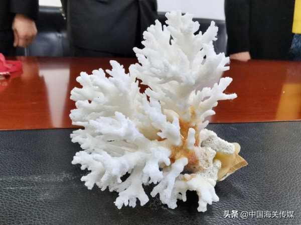 厉害了，大国海关！查获的石珊瑚移交后做科普展示-3.jpg