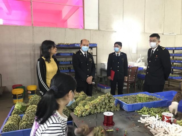 及时雨！湛江海关纾困湛企成功出口富贵竹-2.jpg
