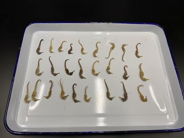 进境包裹里暗藏“海马”海关提醒：情节严重或构成犯罪-2.jpg