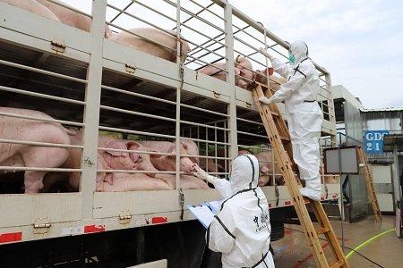 广州海关保障春节供港澳应节食品快速通关-2.jpg