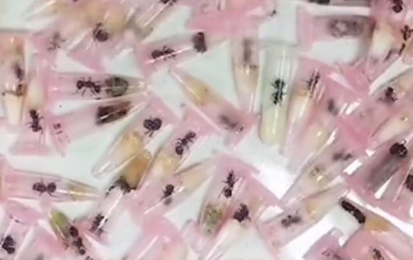 上海海关查获入境活体蚂蚁406只：已移交有关部门销毁-3.jpg