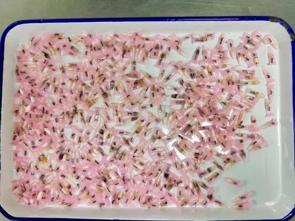 看完头皮发麻！上海海关查获406只活体蚂蚁！这也能当宠物养？-7.jpg