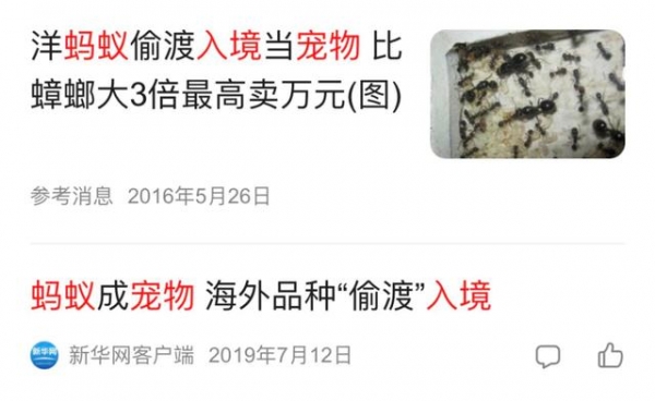 看完头皮发麻！上海海关查获406只活体蚂蚁！这也能当宠物养？-11.jpg