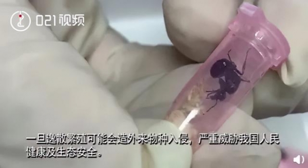 看完头皮发麻！上海海关查获406只活体蚂蚁！这也能当宠物养？-12.jpg