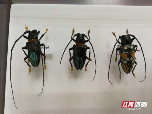 “我在国门捉虫子”长沙邮局海关截获邮寄入境天牛标本-2.jpg
