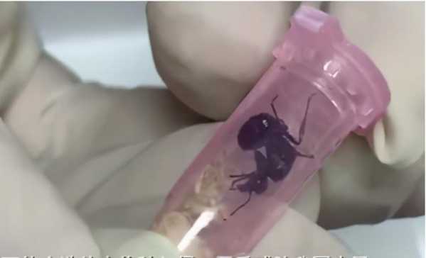 406支试管，让上海海关如临大敌-1.jpg