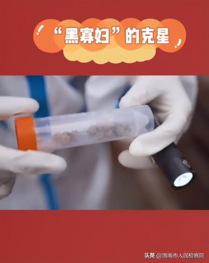 一网打尽！南通海关查获21只活体棕色寡妇蛛-1.jpg
