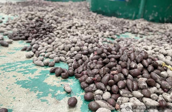 水口海关对32吨涉嫌走私入境的紫薯进行无害化处理-3.jpg