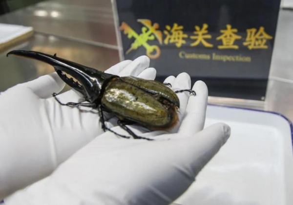 贵阳海关查获一只19.5厘米巨型甲虫 力量极大-1.jpg