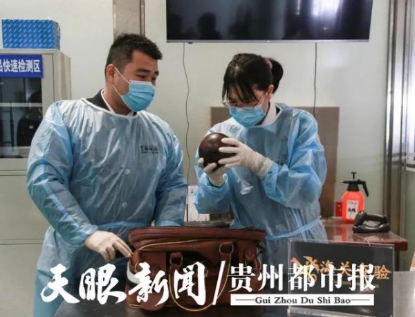贵阳海关查获6只草地滚球，涉濒危野生动物，暂扣-2.jpg