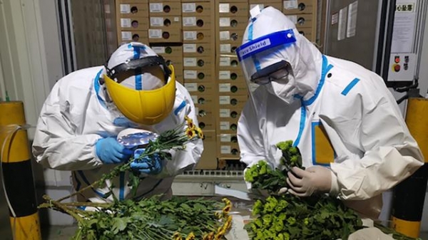 清明将至6万支菊花进口 上海外港海关高效验放-1.jpg