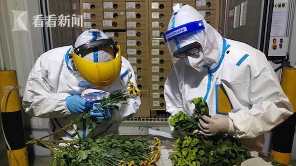 清明将至6万支菊花进口 上海外港海关高效验放-2.jpg