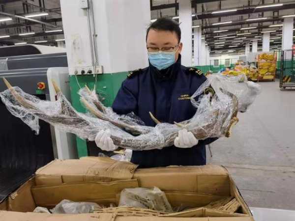 一对马鹿鹿角“招摇”入沪！上海邮局海关当即扣留-1.jpg