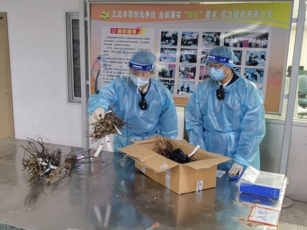 北京海关截获境外邮寄植物15株-1.jpg