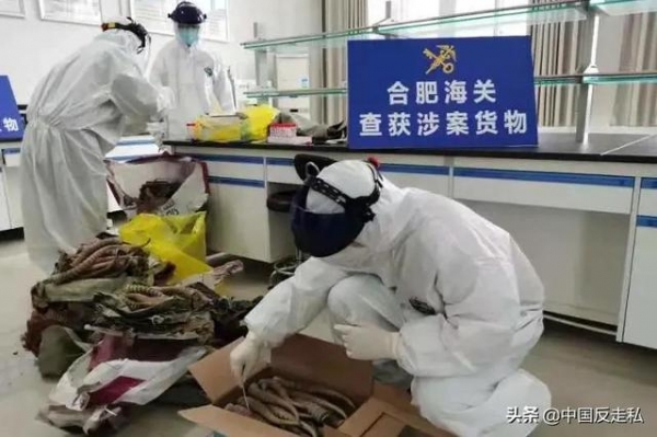 【国门利剑2021】合肥海关缉私局破获一起高鼻羚羊角走私案-3.jpg