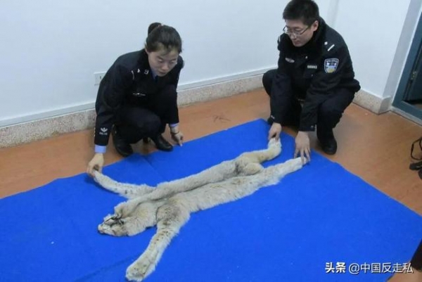 【中国反走私】660件！满洲里海关移交查获走私野生动物制品-7.jpg
