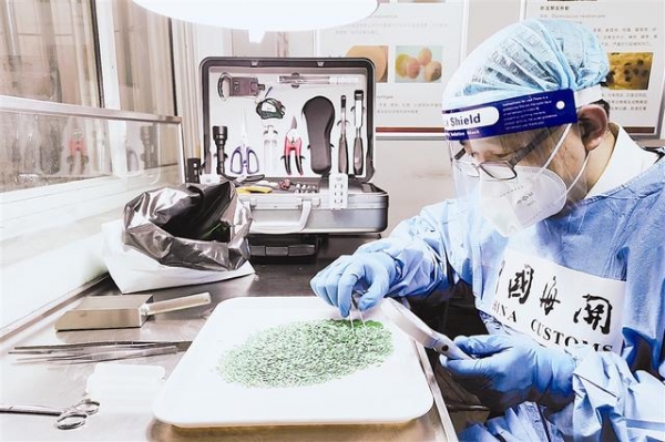 机场海关为进口种子种苗开辟绿色通道-1.jpg