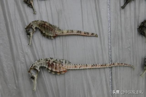 【国门利剑2021】南宁海关缉私局破获一起涉嫌走私海马干案，涉案海马干7000余尾-7.jpg