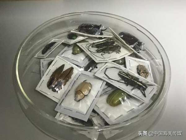 北京海关开展2021年全民国家安全教育日生物安全宣传教育活动-3.jpg