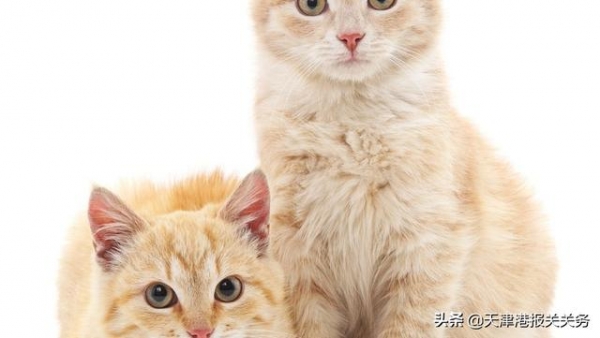 天津猫粮进口报关怎么弄-3.jpg