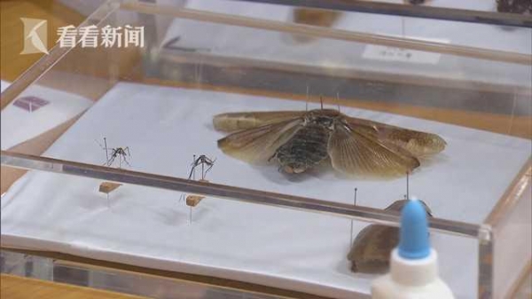 “沉浸式”感受 海关“入侵生物”亮相自博馆-2.jpg